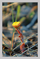 photo "See notes for the name"