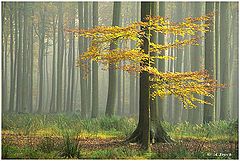 photo "Le flamboyant"