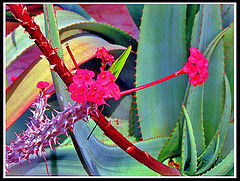 фото "A Little Sugar"