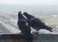 photo "On March, 8th in January"