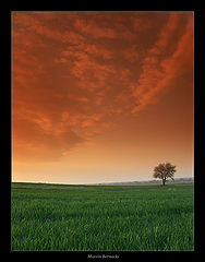 фото "Loneliness"