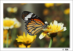 photo "butterfly&flower"