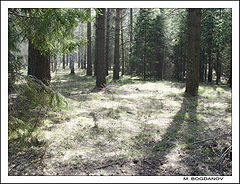 photo "The smoke in the forest"