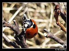 photo "red bug"
