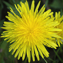 photo "Dandelion"