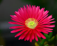 photo "Soft beauty."