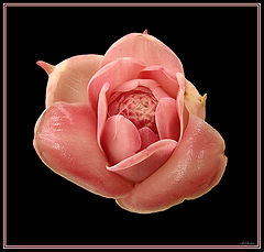 photo "Porcelaine"