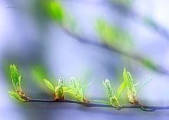 photo "Untitled photo"