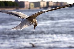 photo "Fishing"