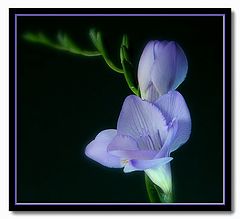 фото "Iridaceae"