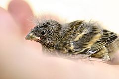 photo "Baby bird on my hand"