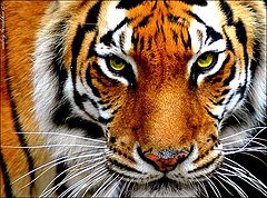 фото "Tiger"