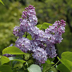 photo "Lilac blossom"