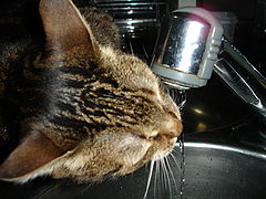 фото "special water...."