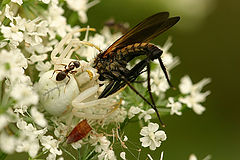 photo "Misumena vatia ...and Friends"