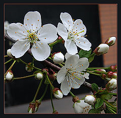 photo "Cherry Blossom: beauty for 3 days"