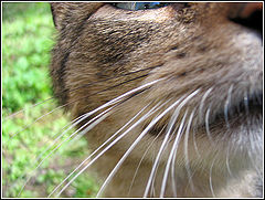 photo "whisker"