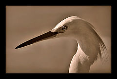 photo "Beauty of the Nature"