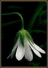 фото "Pearls"