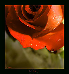 фото "D R O P"