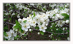 photo "at last spring"