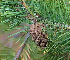photo "Aroma of a spring pine wood"