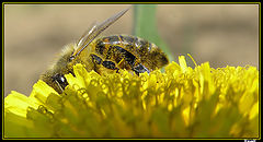 photo "Ocean Yellow"