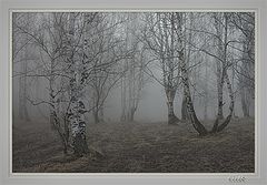 фото "Утро в березовом лесу"