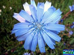 photo "Blue flower"