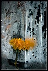 photo "no spring but this"