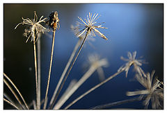 photo "lucid dream"
