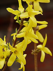 photo "Colours of the summer: yellow"