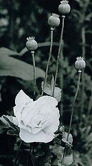 фото "Guns N' Roses."
