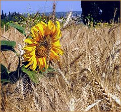 photo "Seeds and bread-2"