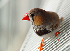 фото "bird"