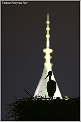 photo "Bojnice. The stork"
