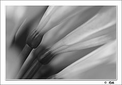 photo "orchid"