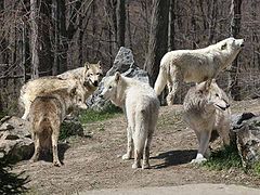 photo "Gathering of the Pack"