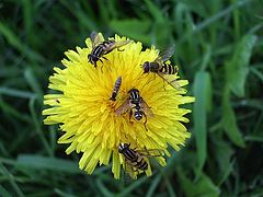 photo "Dandelion"