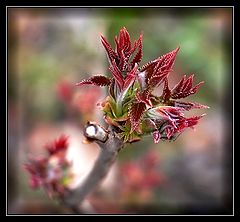 photo "Spring awakening of the nature #2"