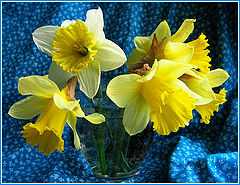 фото "Narcissi"