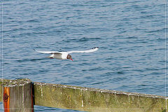 фото "low flight"