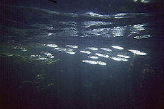 photo "Untitled photo"