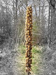 фото "Plant"