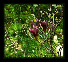 фото "Пора цветения..."