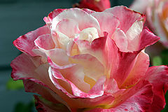 photo "Untamed Rose"