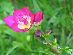 photo "fresia"