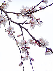 photo "Oriental cherry"