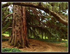 photo "under a crone"