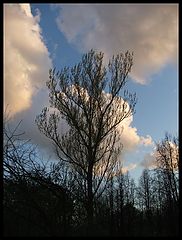 photo "spring tree"